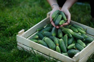Zaživjele farme kornišona i malina u Biraču