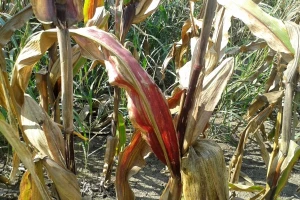 Crvenilo lista kukuruza može umanjiti prinos i zrna i silaže