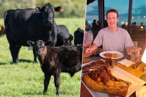 Mark Zuckerberg počeo s uzgojem dvije pasmine goveda