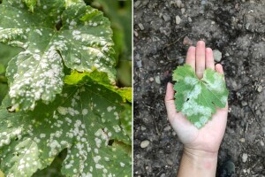 Cvasti vinove loze otvorene za infekcije: Sada treba provesti kvalitetnu zaštitu