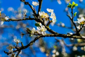 Za kemijsko prorjeđivanje cvjetova i plodova važan je pravi moment