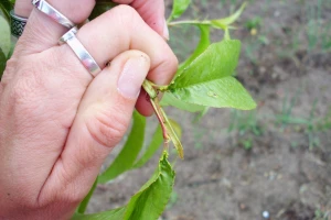 Breskvin smotavac: Praćenje pomoću suma temperatura i suzbijanje