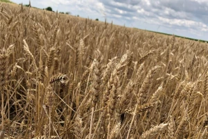 Gluten u pšenici: Šta se promijenilo tokom 120 godina uzgoja?