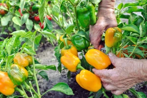 Nedostaje sirovine: Treba uvezati poljoprivredu i prehrambenu industriju