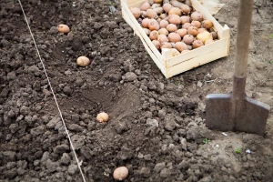 Kako do boljeg kvaliteta i većeg prinosa krompira?