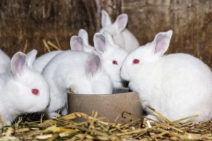 Kunići su osjetljivi na određenu hranu - što moraju jesti svaki dan?