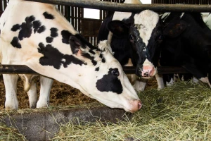 Subakutna acidoza buraga - uzroci, simptomi i prevencija