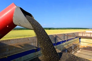 Padaju cijene uljane repice - razloga je nekoliko