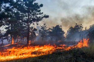 Gori 30 hektara borove šume kod Kladnja, na teren bi mogla i vojska
