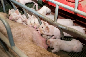 Objavljene snimke katastrofalnih uvjeta na mega farmi svinja u Španjolskoj