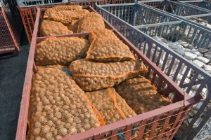 Sjemenski materijal stigao u trgovine, cijene nešto niže u odnosu na prošlogodišnje
