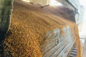 Nastavio se pad cijena žitarica, porasla za uljanu repicu