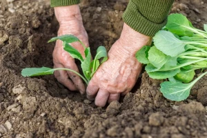 Uzgoj kupusa u plasteniku - uvjeti, rokovi i kultivari