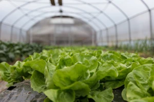 Zapošljavanje povratnika u poljoprivredi: Dodjela plastenika, mehanizacije i opreme