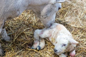 U zimskom periodu janji se najviše ovaca: Kada treba pomoći?