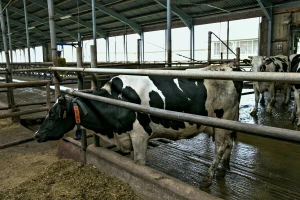Šta se dešava s kravama zaraženim ptičjom gripom? Mlijeko bacaju