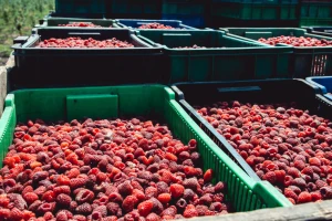 Poznata otkupna cijena maline u Podrinju - je li ovo najviša u BiH?