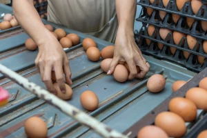 Nakon piletine poskupljuju i jaja, razlog - rast cijena kukuruza?