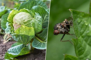Kupusna muha: Visok nivo rizika - kako je spriječiti?