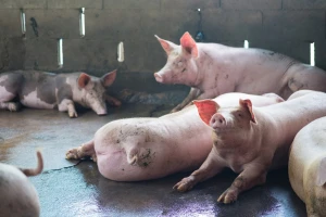 U Bijeljini sastanak zbog neisplaćenih naknada za štete od afričke svinjske kuge