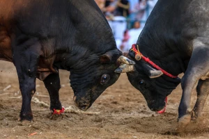 U BiH se gradi savremena arena za borbe bikova