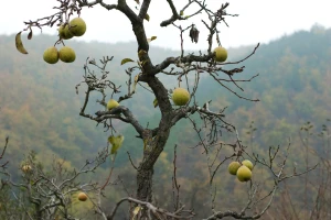 Povratak kalendaru: Temperatura ove sedmice pada do nule