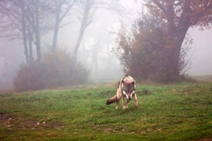 Glasali o vukovima - evroparlametnarci žele oslabiti njegovu zaštitu