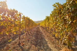 Jesenska obrada tla u vinogradu