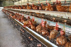 Peradari FBiH trpe zbog nekontroliranog izvoza uglja - poskupljuju proizvodi?
