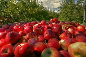 Apple se bori za jabuku - na udaru kompanija stara 111 godina