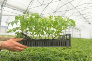 Kako pripremiti prostor za proizvodnju rasada povrća?