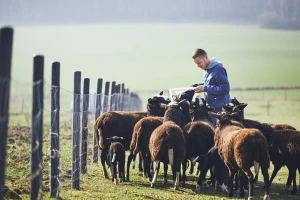 Iako je obolio od multiple skleroze, mladi Ognjen ima 16 ovaca i voli kalemiti voće
