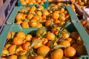 Ponovo zabranjen uvoz mandarina iz Hrvatske