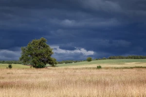 Koliko je kiša dobra za usjeve i kako unijeti atmosferski azot u tlo?