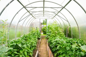 Dodjeljuju plastenike od 100 m2 sa dodatnom opremom