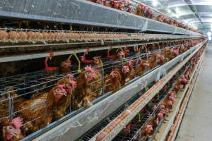 Prodaje se imovina "Posavina koka" - u ponudi oprema za proizvodnju jaja