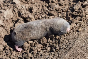 Kako otjerati slijepo kuče - ugroženog stanovnika oranica?