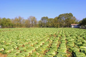 Ogorčeni farmeri: Zbog koronavirusa zaoravaju povrće na poljima