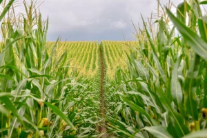 Kina odobrava uzgajanje GMO kukuruza?