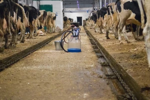 Farmeri traže revidiranje otkupne cijene mlijeka!