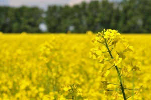 Dlakava uljana repica mogla bi da otjera buhače?
