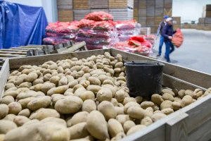 Sektoru voća i povrća prijeti bankrot? Hoćemo li ostati bez svježih proizvoda?