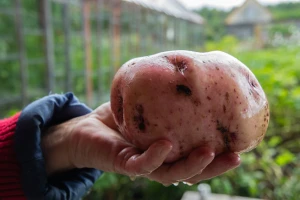 Traži se najteži krompir, ali i najukusnija pita i to uz besplatan štand