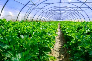 Za plastenike se javilo farmera više od planiranog - ministarstvo sve ispoštovalo