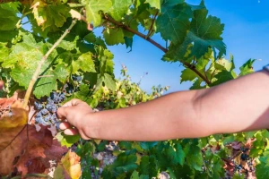 Loša godina za vinogradare i vinare