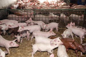 Zbog ličnog interesa: Farmeri i klaoničari krivi za afričku kugu svinja u Semberiji?