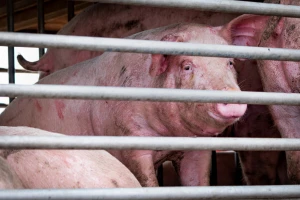 Pred vratima susjeda virus Afričke svinjske kuge