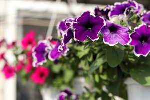 Sjetva petunije u februaru i martu - kada ih presaditi?