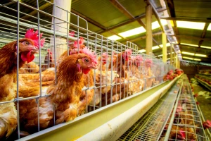 Prvi puta i ljudi zaraženi H5N8 sojem ptičje gripe: Sedam slučajeva u Rusiji