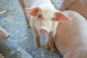 Vakcina protiv afričke svinjske kuge se pokazala uspješnom?